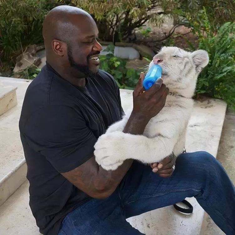 NBA球星养的宠物奥尼尔养凶猛白虎拉塞尔的宠物是猎豹