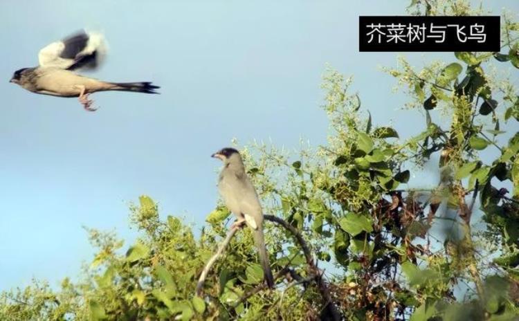 菲尼克斯纹身「尼克斯探花中文纹身引热议直呼他被骗但跟前辈比他这还不错」