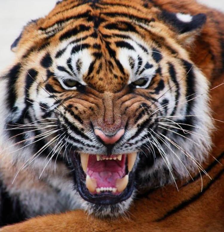 猛虎和雄狮谁厉害「猛虎和雄狮谁更强看看乔丹和詹姆斯便知答案」