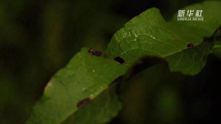 新华视点多样生物多彩四川