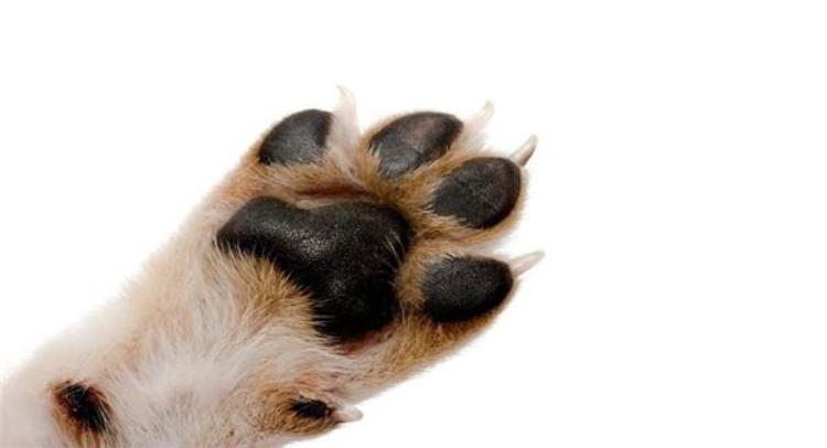 关于狗爪的10个事实是什么,关于狗爪的信息