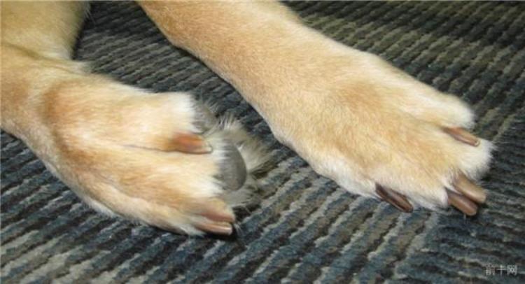 关于狗爪的10个事实是什么,关于狗爪的信息