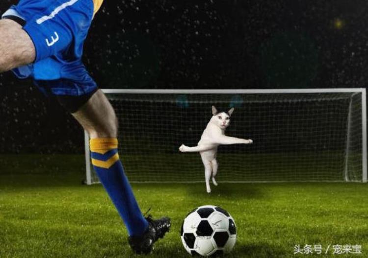 足球比赛猫咪进球「铲屎官和球迷们当足球明星遇上猫咪球赛要如何进行」