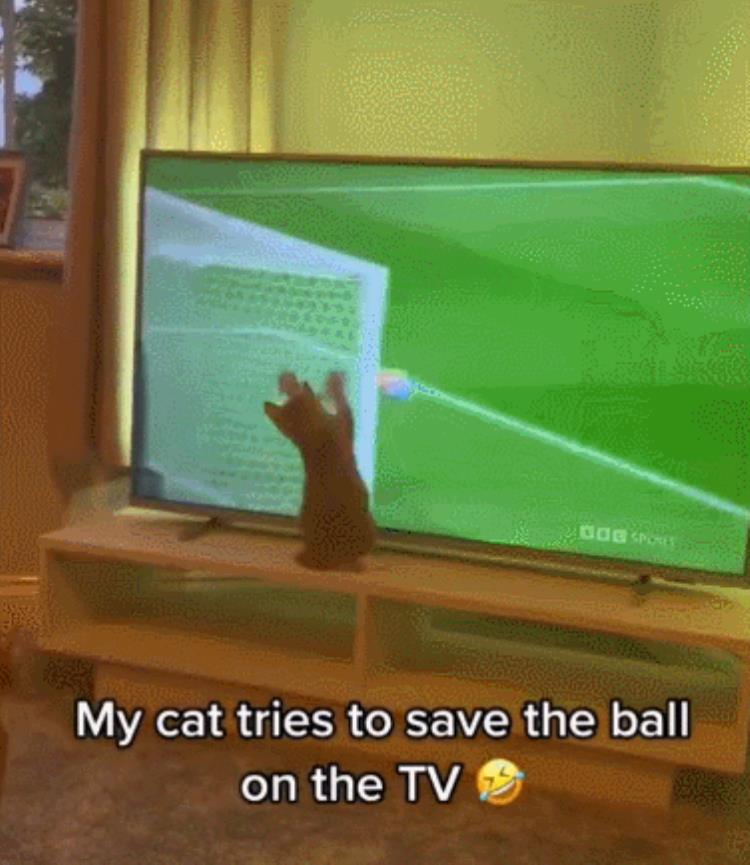 脱口秀演员杨蒙恩的猫精准预测世界杯网友跟猫比我输了