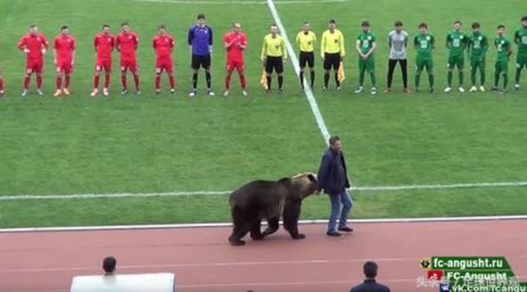战斗民族欲请棕熊为世界杯开球熊这么多俄罗斯人我要赶紧跑