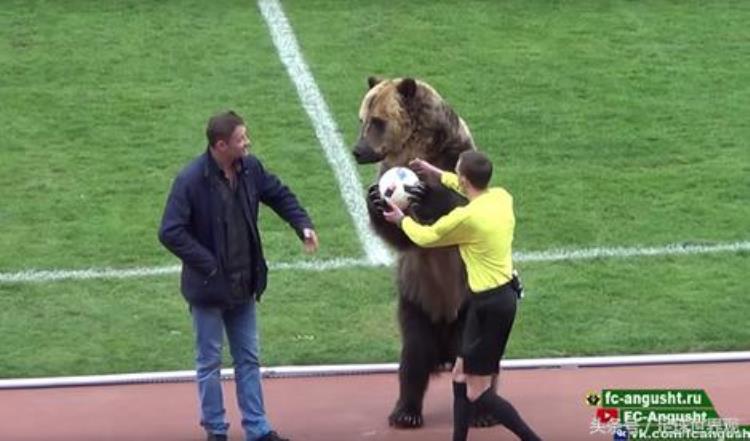 战斗民族欲请棕熊为世界杯开球熊这么多俄罗斯人我要赶紧跑