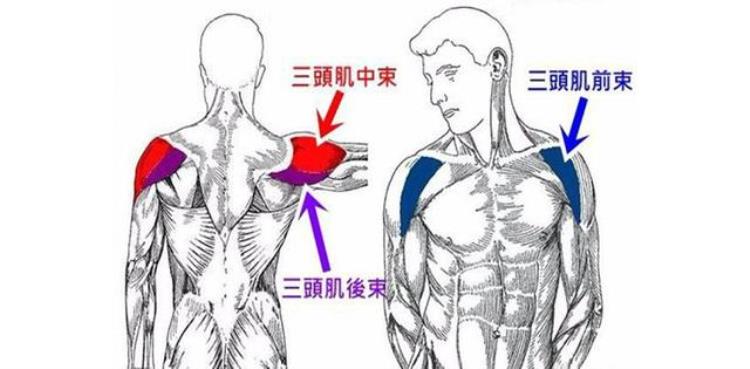 霍华德 三角肌「魔兽霍华德重返NBA它发达的三角肌究竟如何保持的」