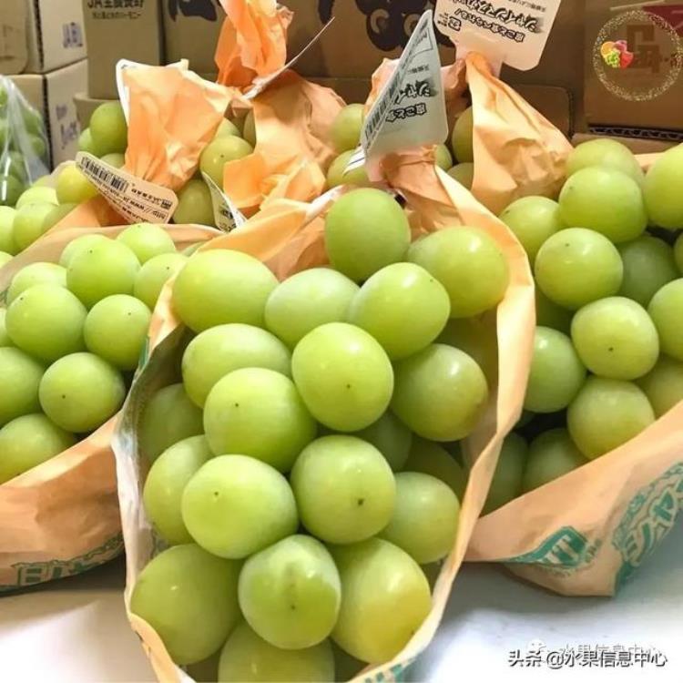 晴王葡萄和香印青提「香印青提冈山晴王红宝石葡萄猫眼葡萄哪款最甜」
