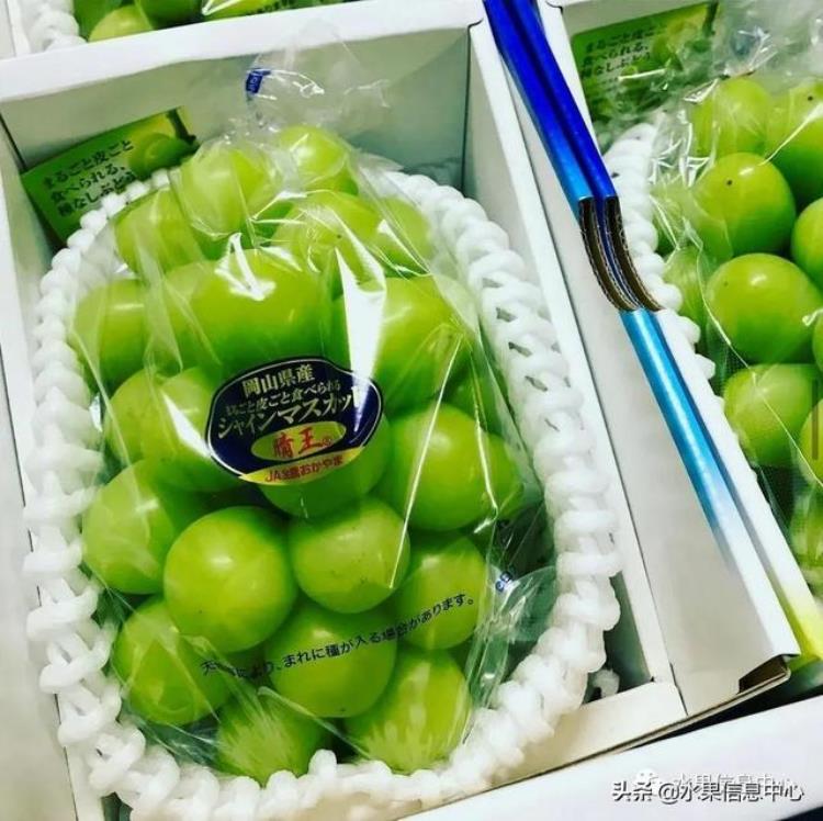 晴王葡萄和香印青提「香印青提冈山晴王红宝石葡萄猫眼葡萄哪款最甜」
