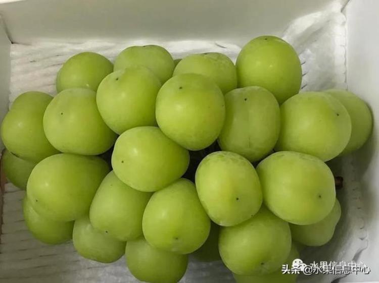 晴王葡萄和香印青提「香印青提冈山晴王红宝石葡萄猫眼葡萄哪款最甜」