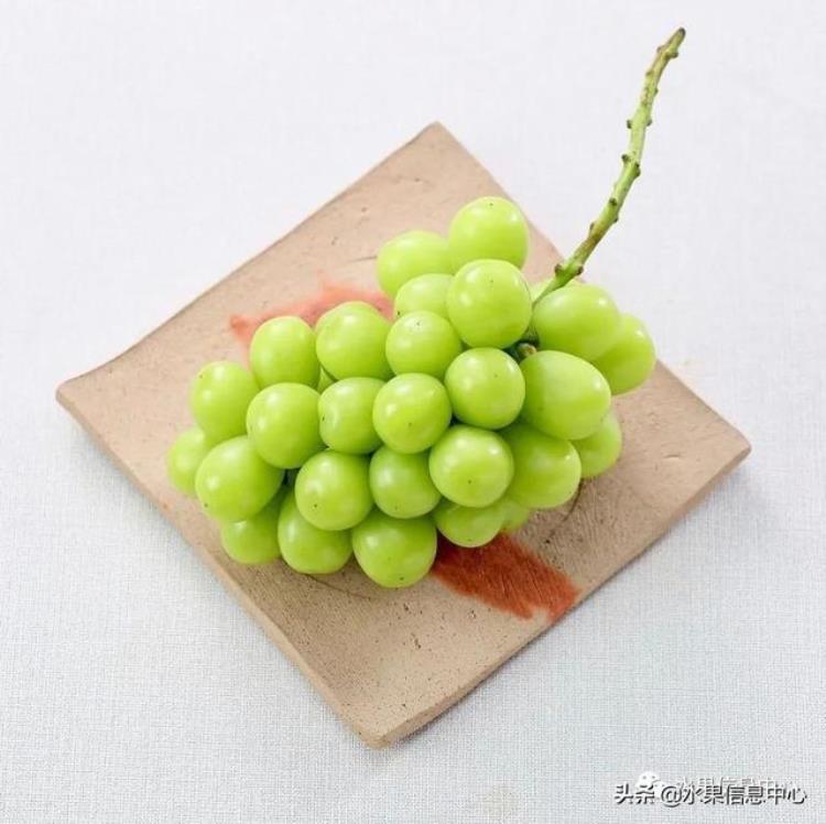 晴王葡萄和香印青提「香印青提冈山晴王红宝石葡萄猫眼葡萄哪款最甜」