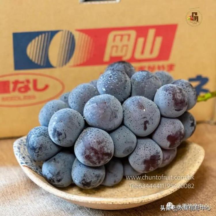 晴王葡萄和香印青提「香印青提冈山晴王红宝石葡萄猫眼葡萄哪款最甜」