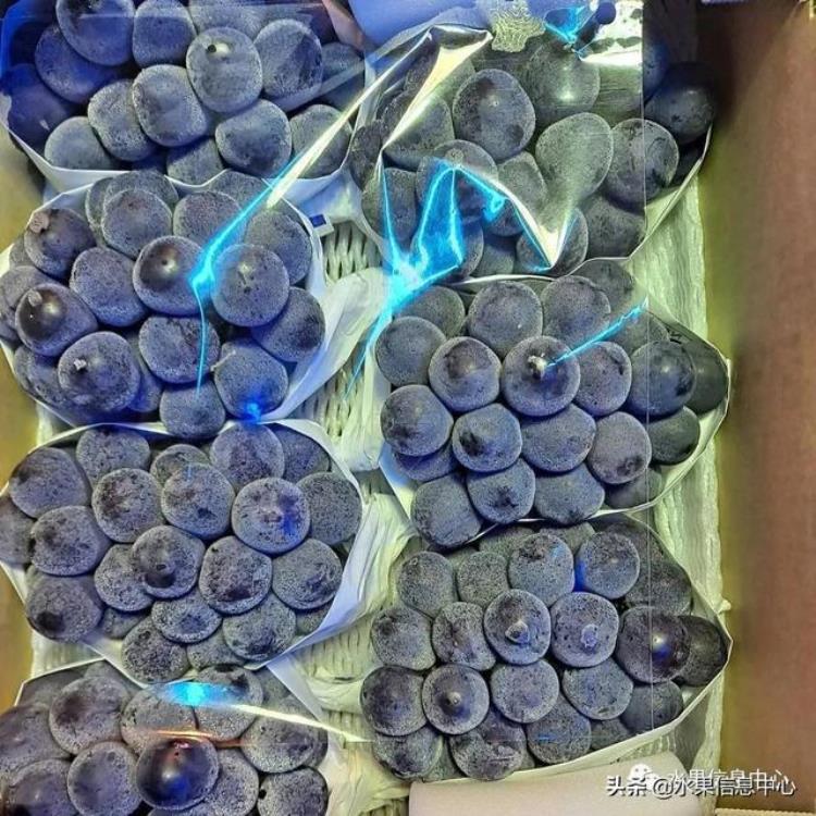 晴王葡萄和香印青提「香印青提冈山晴王红宝石葡萄猫眼葡萄哪款最甜」