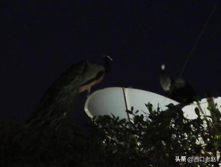 尼日尔在非洲的位置「行走在国外的岁月28中东北非之旅的点点滴滴B尼日尔」