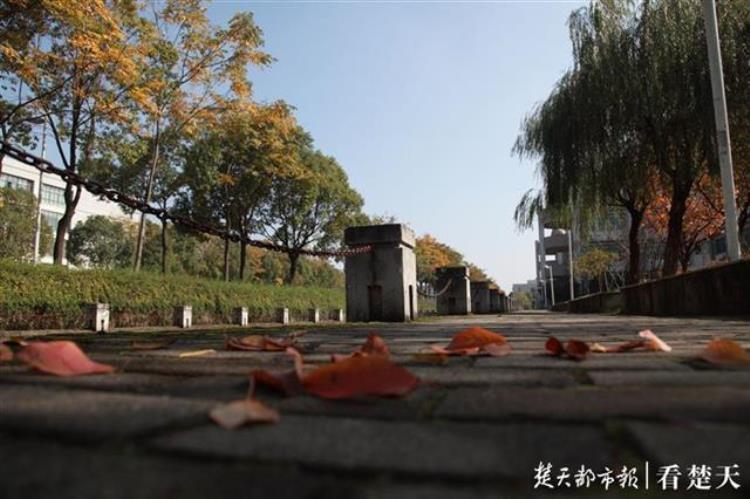赞武汉大学美丽的诗「武汉这所大学美成诗让求学成为一种享受」