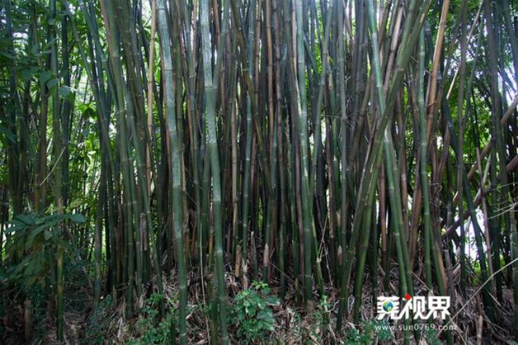 东莞茶山牛过蓢村「探访茶山麦屋牛过蓢古村落」