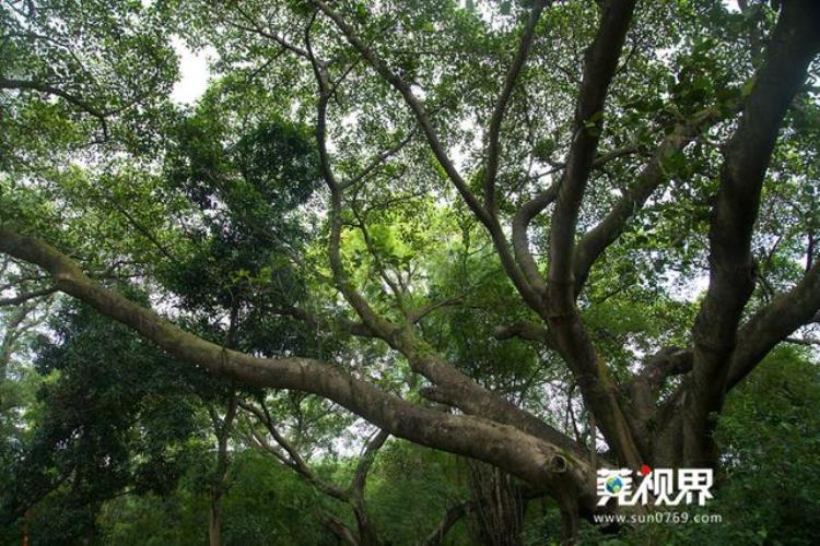 东莞茶山牛过蓢村「探访茶山麦屋牛过蓢古村落」