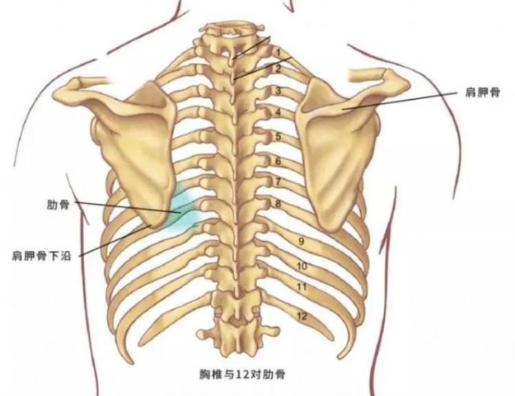肩膀关节咔咔响是什么原因「肩膀总是34咔咔响34你的肩关节弹响可能是这些原因」