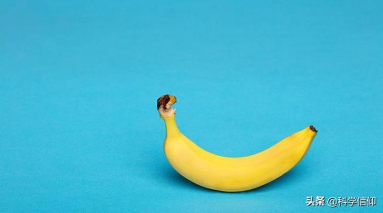 运动员比赛期间吃香蕉「运动员比赛间歇都爱吃香蕉是因为香蕉营养丰富并不是」