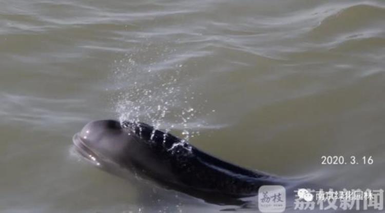 南京大胜关桥监测点拍下珍贵一幕五只江豚逐浪戏水