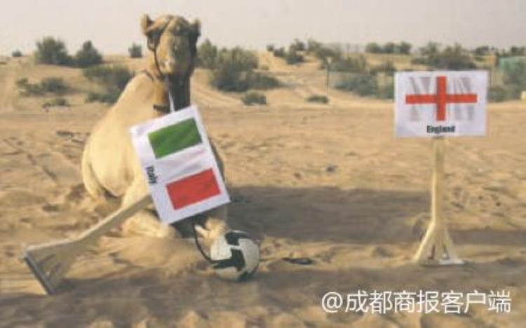 预测世界杯的动物「那些世界杯赛场上的预言神兽」