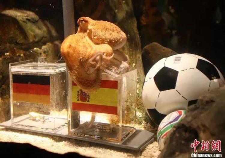 不止一只猫俄罗斯会预言世界杯结果的动物竟然这么多