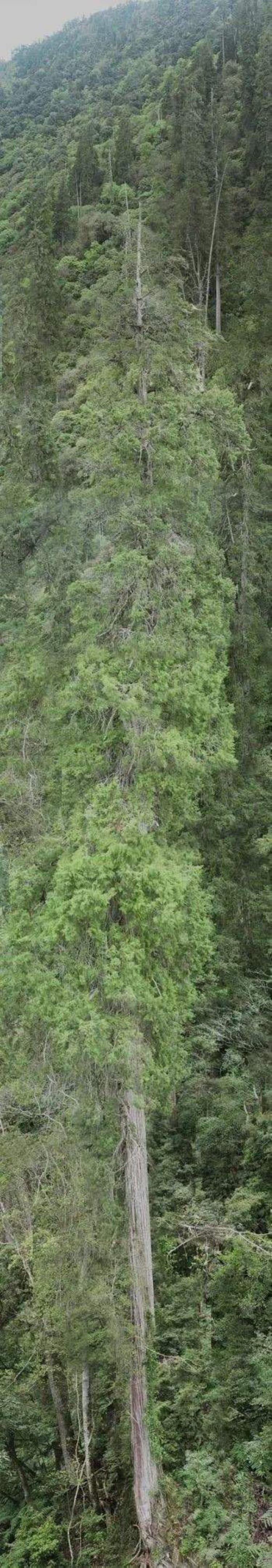 亚洲第一高在中国科学家发现巨百米巨树打破多项纪录
