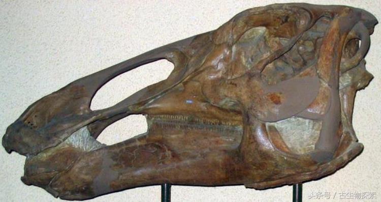 埃得蒙顿龙「白垩纪巨鸭埃德蒙顿龙」