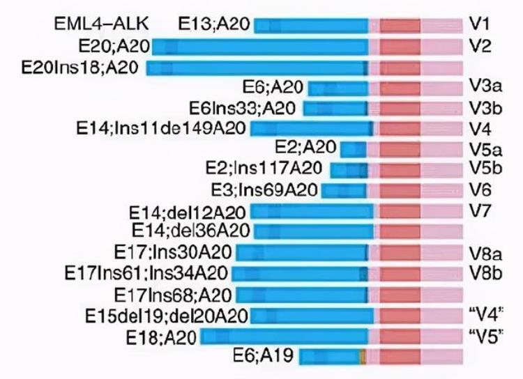 肺腺癌基因alk基因突变,alk和kras双突变