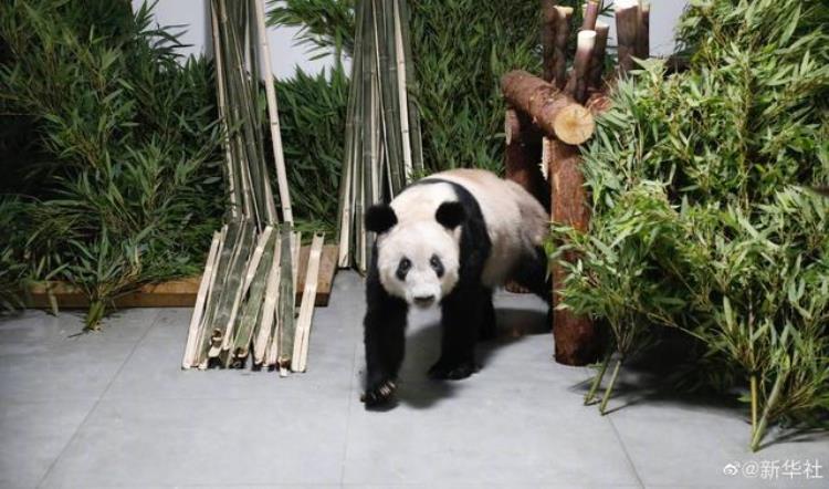 大熊猫 猫熊,大熊猫盼盼家族谱
