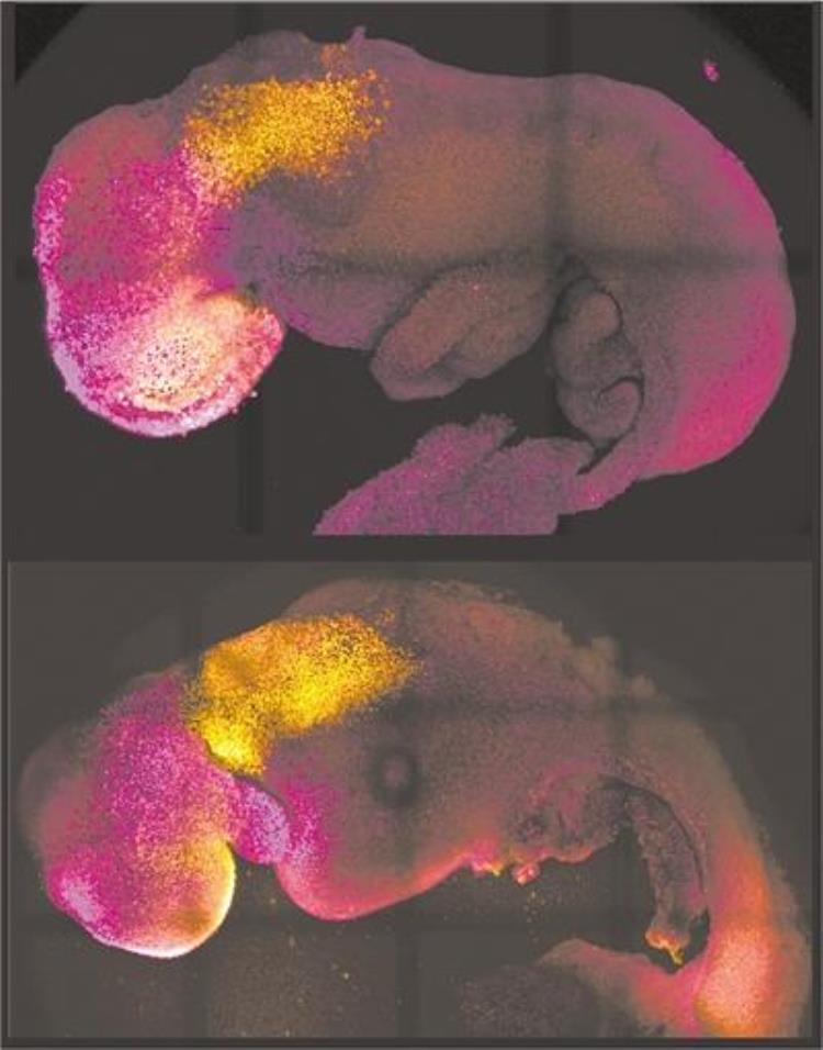 小鼠胚胎解剖,基因编辑胚胎的伦理问题