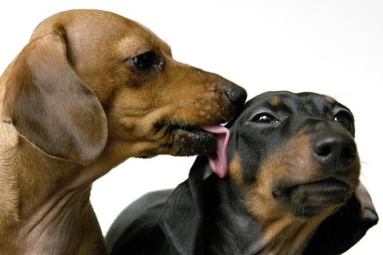 狗狗舔主人的耳朵是怎么回事,狗狗频繁挠耳朵是为什么