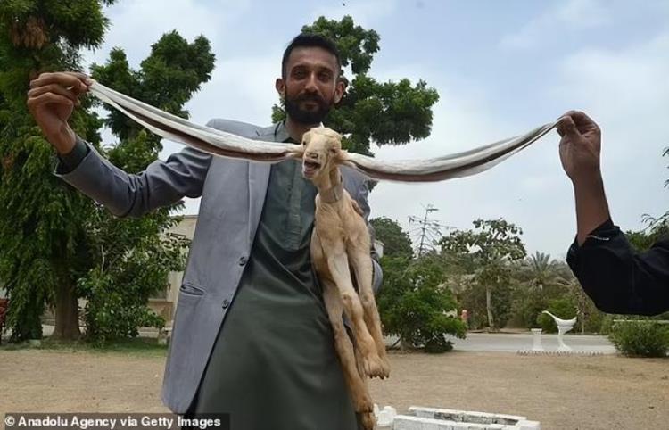 巴基斯坦长耳朵羊叫什么名字「巴基斯坦山羊」