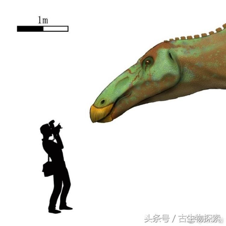 白垩纪巨鸭埃德蒙顿龙