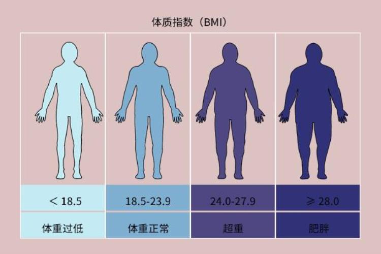 早晚体重相差四斤是为啥「测量体重早晚相差4斤怎么回事158170cm的女性体重多少好」