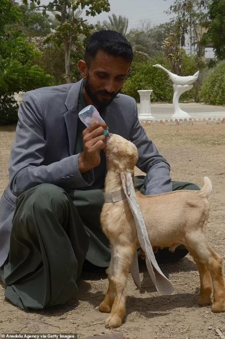 巴基斯坦长耳朵羊叫什么名字「巴基斯坦山羊」