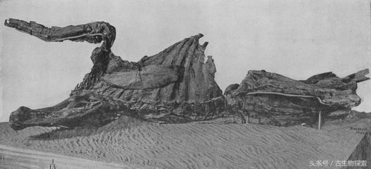 埃得蒙顿龙「白垩纪巨鸭埃德蒙顿龙」