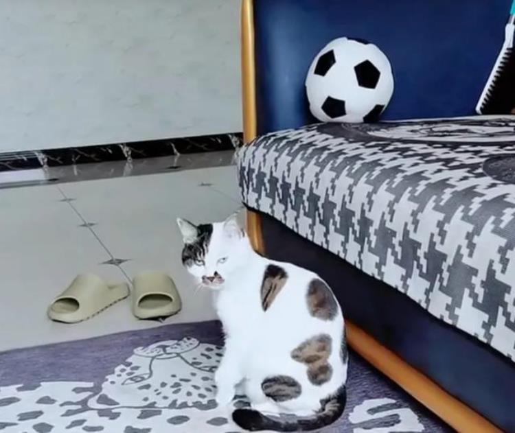 owlkitty足球猫「全球罕见足球猫冲上热搜网友指定染色结果哈哈哈哈」
