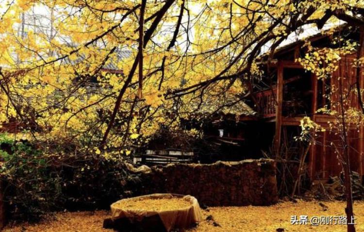 秋天看银杏树云南腾冲这个村子buke错过而且有历史沧桑感
