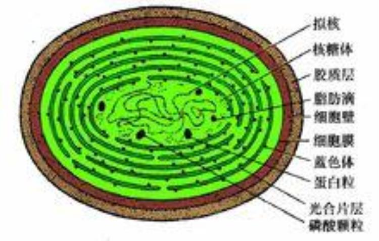 科普|细胞核nucleus