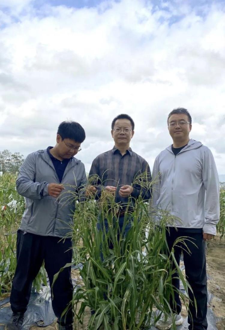 上海科学家夫妻十年追踪提高了玉米蛋白含量