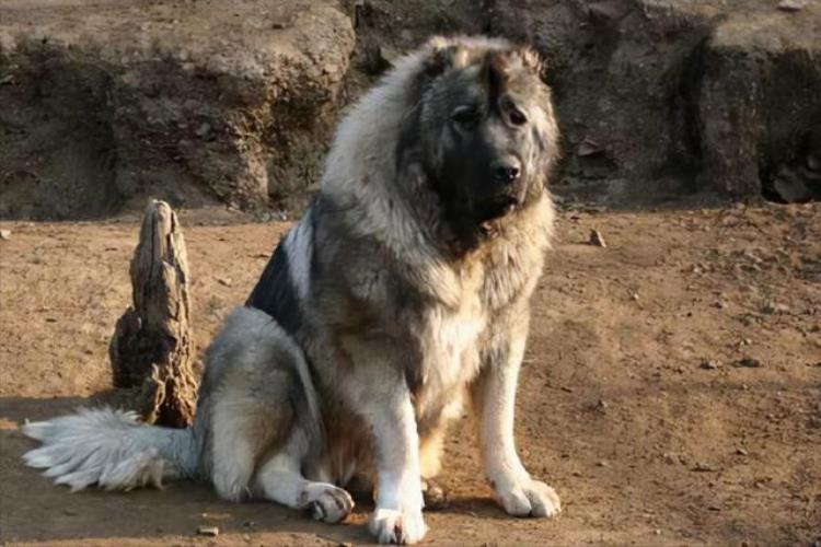 世界上体型巨大的7种犬知道3个以上你就是王者