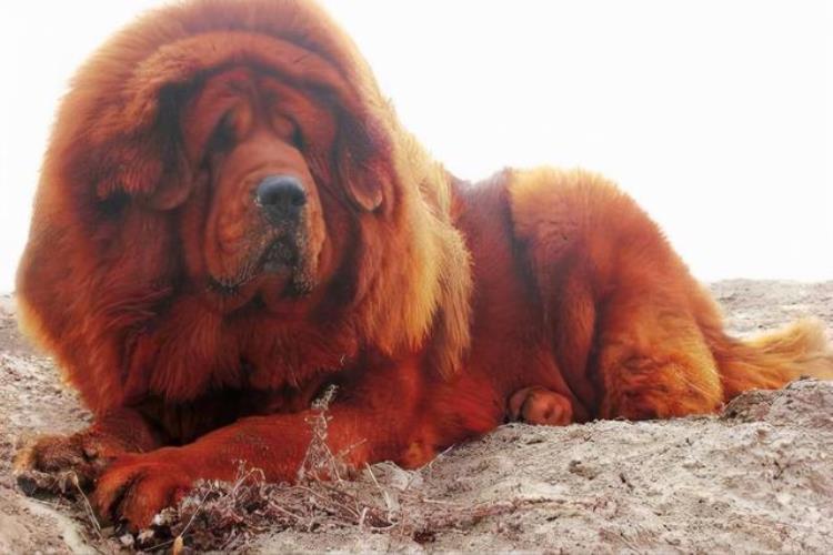 世界上体型巨大的7种犬知道3个以上你就是王者