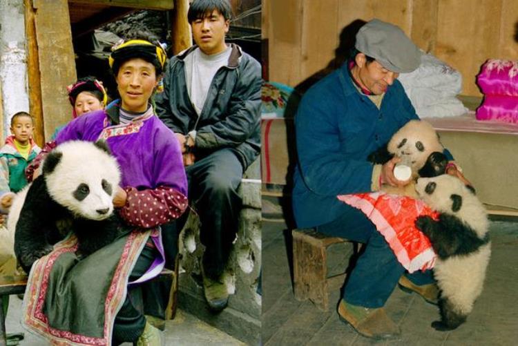 与大熊猫为邻发生在人手一只熊猫土地上的故事