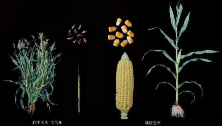 上海科学家夫妻十年追踪提高了玉米蛋白含量