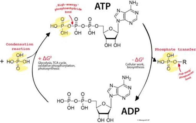 统治生物界的两种ATP你都知道吗