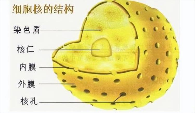 科普|细胞核nucleus