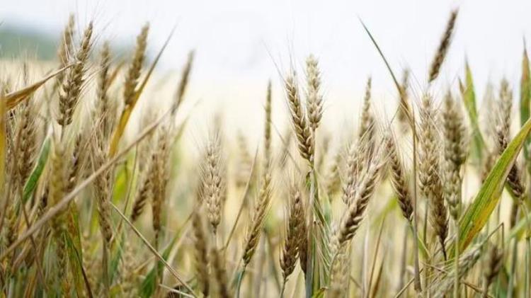 小麦结构域中的保守残基是蛋白质结合所必需的对植物意义重大