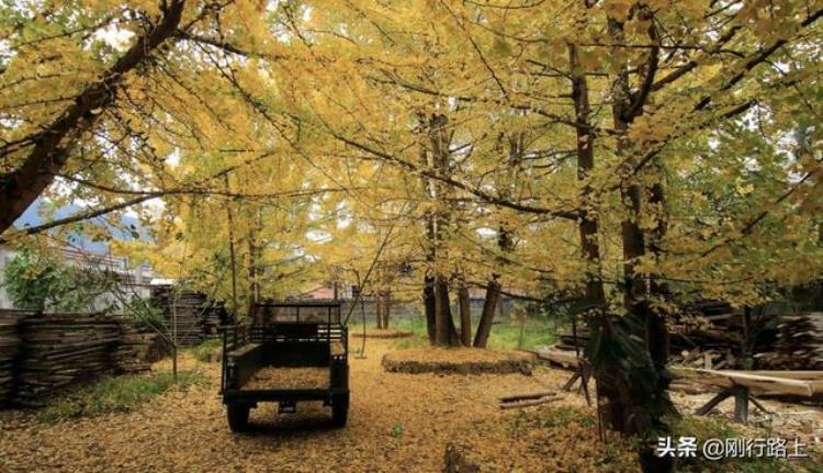 秋天看银杏树云南腾冲这个村子buke错过而且有历史沧桑感