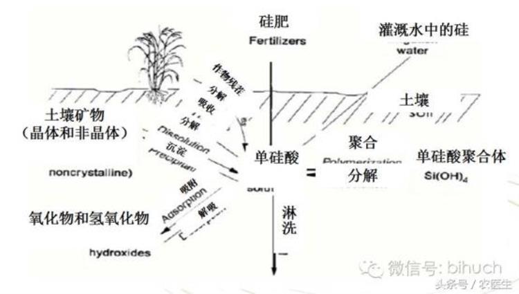 史上最全作物必须大量元素硅Si介绍农户必读